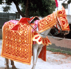 DECORATED WEDDING HORSE / ELEPHANT COSTUMES