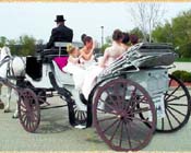 VICE VERSA PLEASURE HORSE CARRIAGE