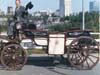 COMMERCIAL HORSE LANDAU