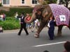 DESIGNER ELEPHNAT COSTUMES