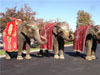HEAVY EMBROIDERED ELEPHANT COSTUMES