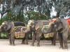 FANCY ELEPHANT COSTUMES