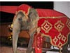 FANCY ELEPHANT COSTUMES WITH DRESS