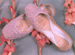 PINK BEAUTY