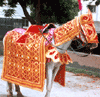 EMBROIDERED HORSE COSTUMES