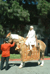 DECORATED HORSE COSTUMES