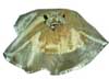 TISSUE THAAL COVER